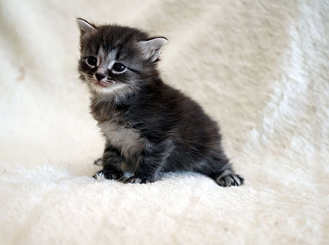 Odinn am 16. März 2025